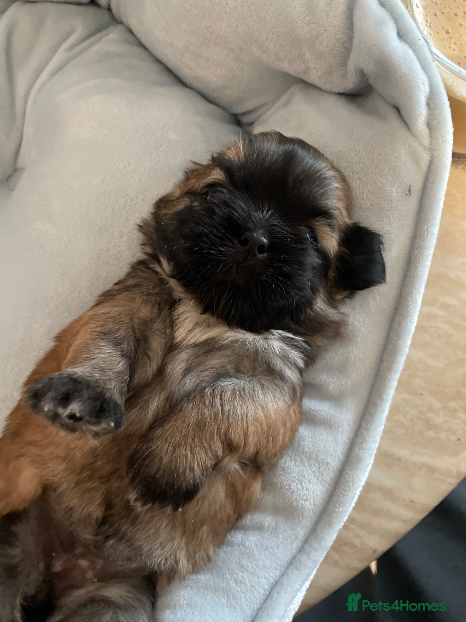 Shih Tzu dogs KC reg standard shihtzu - Advert 1