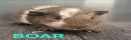 Guinea Pig rodents for sale: Beautiful Male Baby Guinea Pigs for sale  - Advert 9