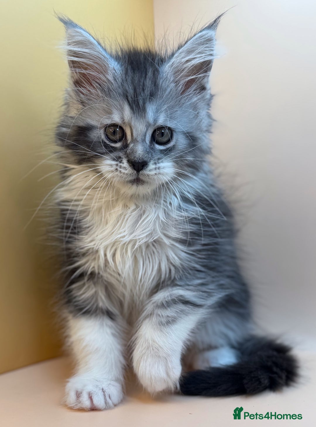 Maine Coon cats for sale: Maine Coons with Tests, Papers, Vet Checks & Vacc. - Advert 25