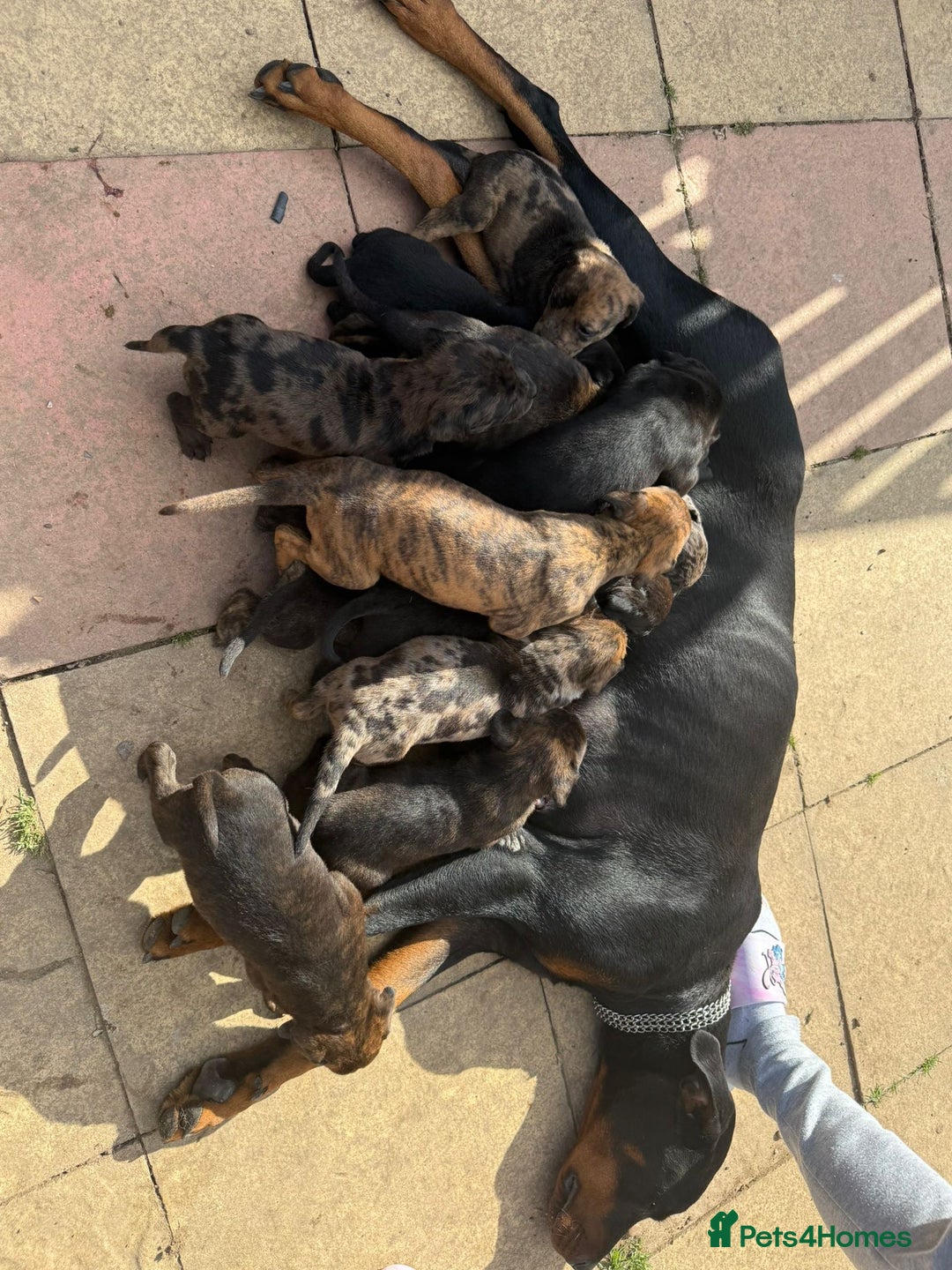 Mixed Breed dogs for sale: Outstanding quality litter of twelve pups - Image 1