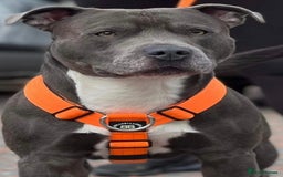 Staffordshire Bull Terrier dogs for sale: Staffy pups ready 26th august 2 brindle 3 blue - Image 4