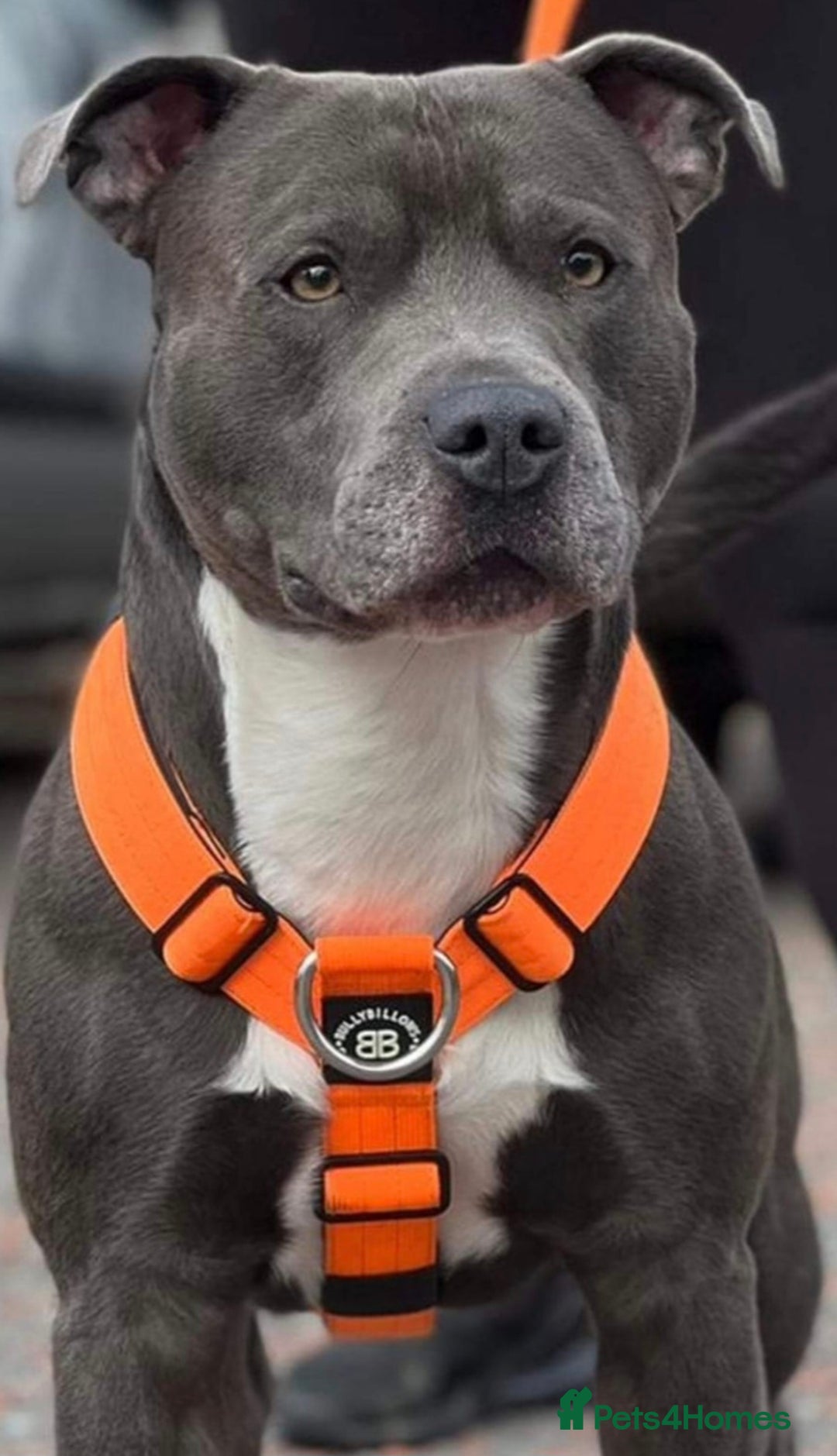 Staffordshire Bull Terrier dogs for sale: Staffy pups ready 26th august 2 brindle 3 blue - Image 4
