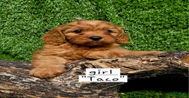 Cavapoo dogs - Advert 1
