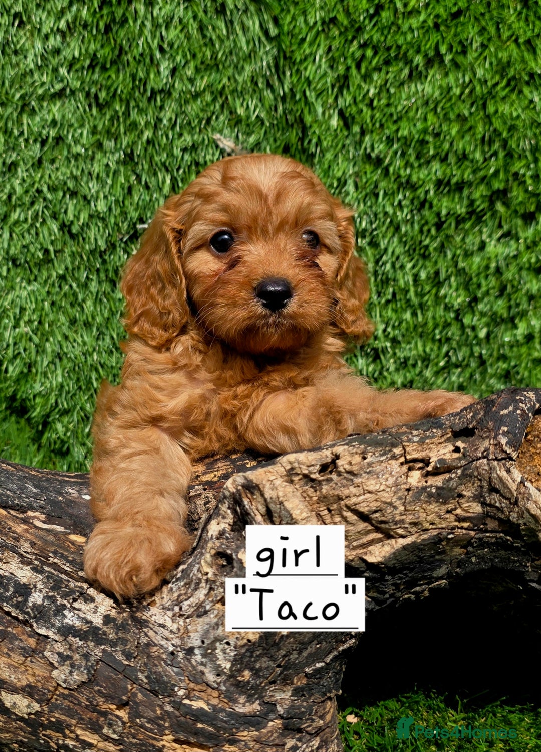 Cavapoo dogs for sale: TOY F1 RED CAVAPOOS extensivly dna clear. - Image 2