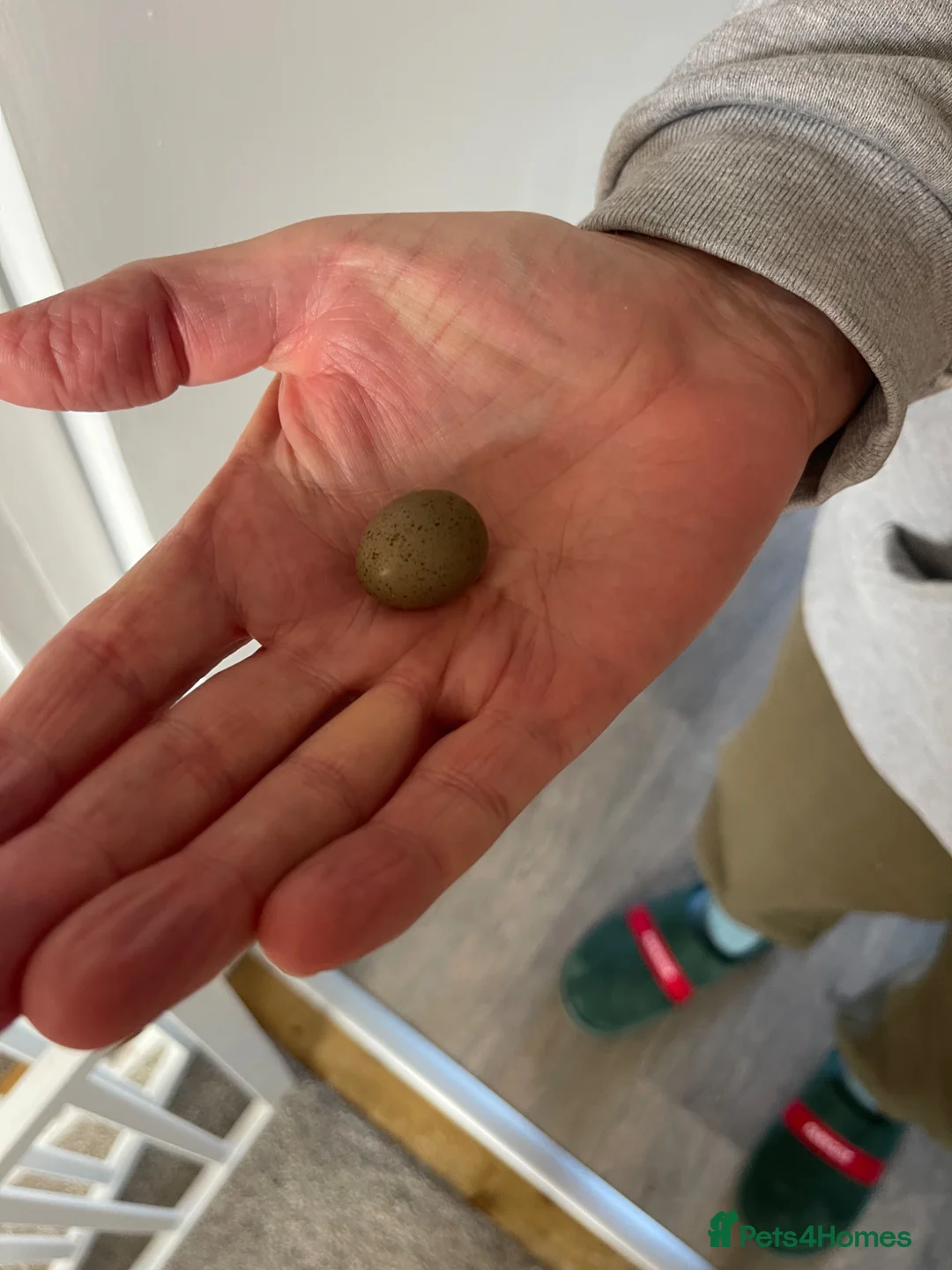 Quail poultry for sale: Button quails  - Advert 2