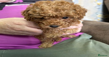 Toy Poodle dogs - Advert 4