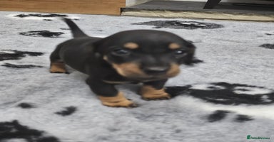 Dachshund dogs - Advert 13