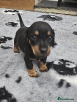 Dachshund dogs - Advert 1