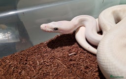 Python Snake reptiles for sale: Breeding trio of royal pythons - Image 3
