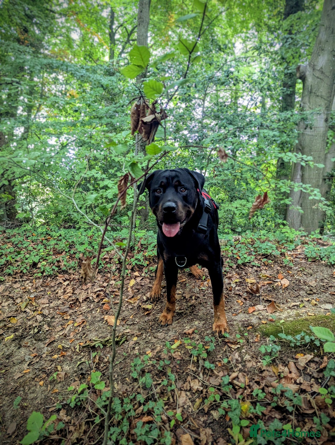 Rottweiler dogs for stud: Rotweiller For Stud - Image 3