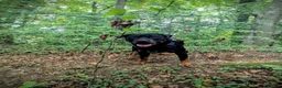 Rottweiler dogs for stud: Rotweiller For Stud - Advert 3