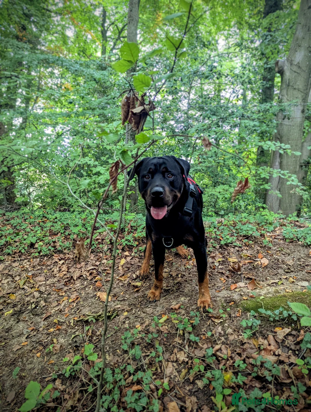 Rottweiler dogs for stud: Rotweiller For Stud - Advert 3