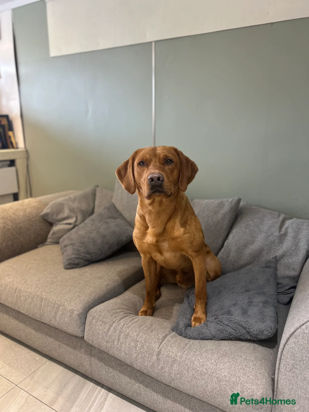 Labrador Retriever dogs for stud: 0/0 Hip & Elbows, Fully Health Tested in Tadcaster - Advert 18