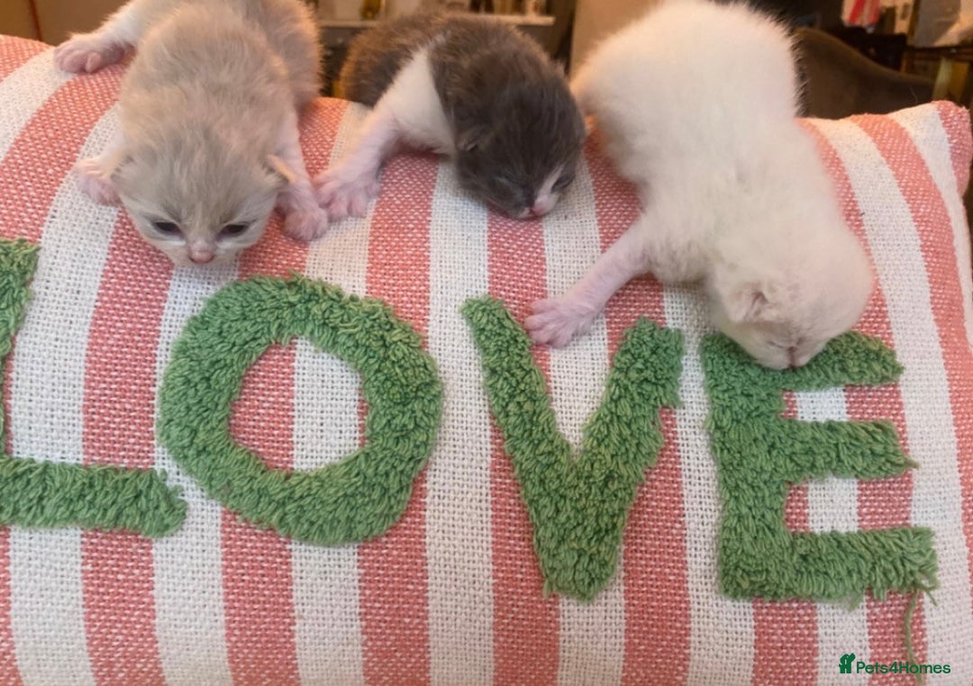 British Shorthair cats for stud: 🐻Gorgeous lilac Bsh stud 🐻 - Advert 12