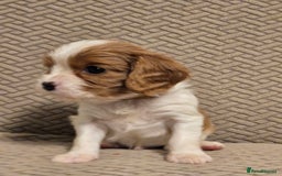 Cavalier King Charles Spaniel dogs for sale: Gorgeous KC Reg Cavalier Puppies  - Image 17