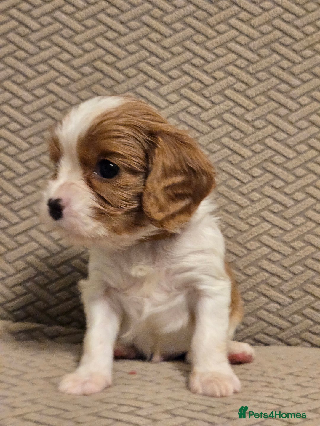 Cavalier King Charles Spaniel dogs for sale: Gorgeous KC Reg Cavalier Puppies  - Image 17