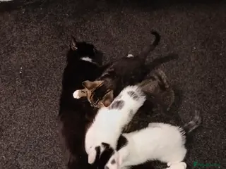 Mixed Breed cats 2 beautiful tabby kittens £80 each - Advert 1