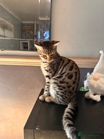 Savannah cats - Advert 4