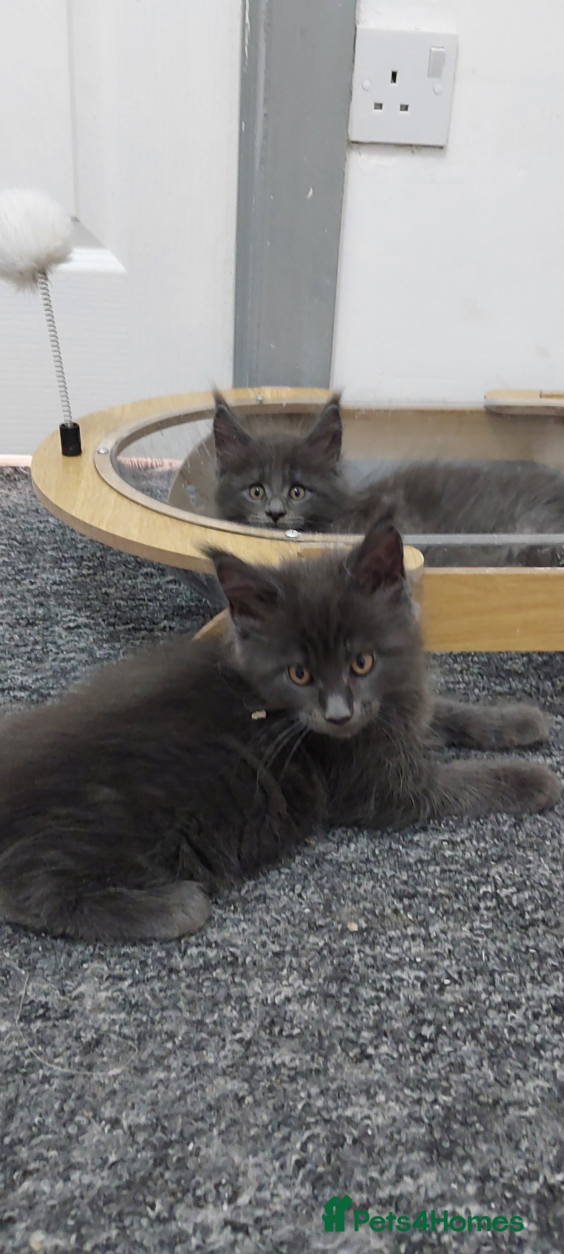Maine Coon cats 👻😻 TICA REGISTERED Maine coon for sale👻😻 - Advert 2
