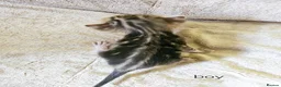 Bengal cats for sale: Adorable Bengal Kittens - Advert 15