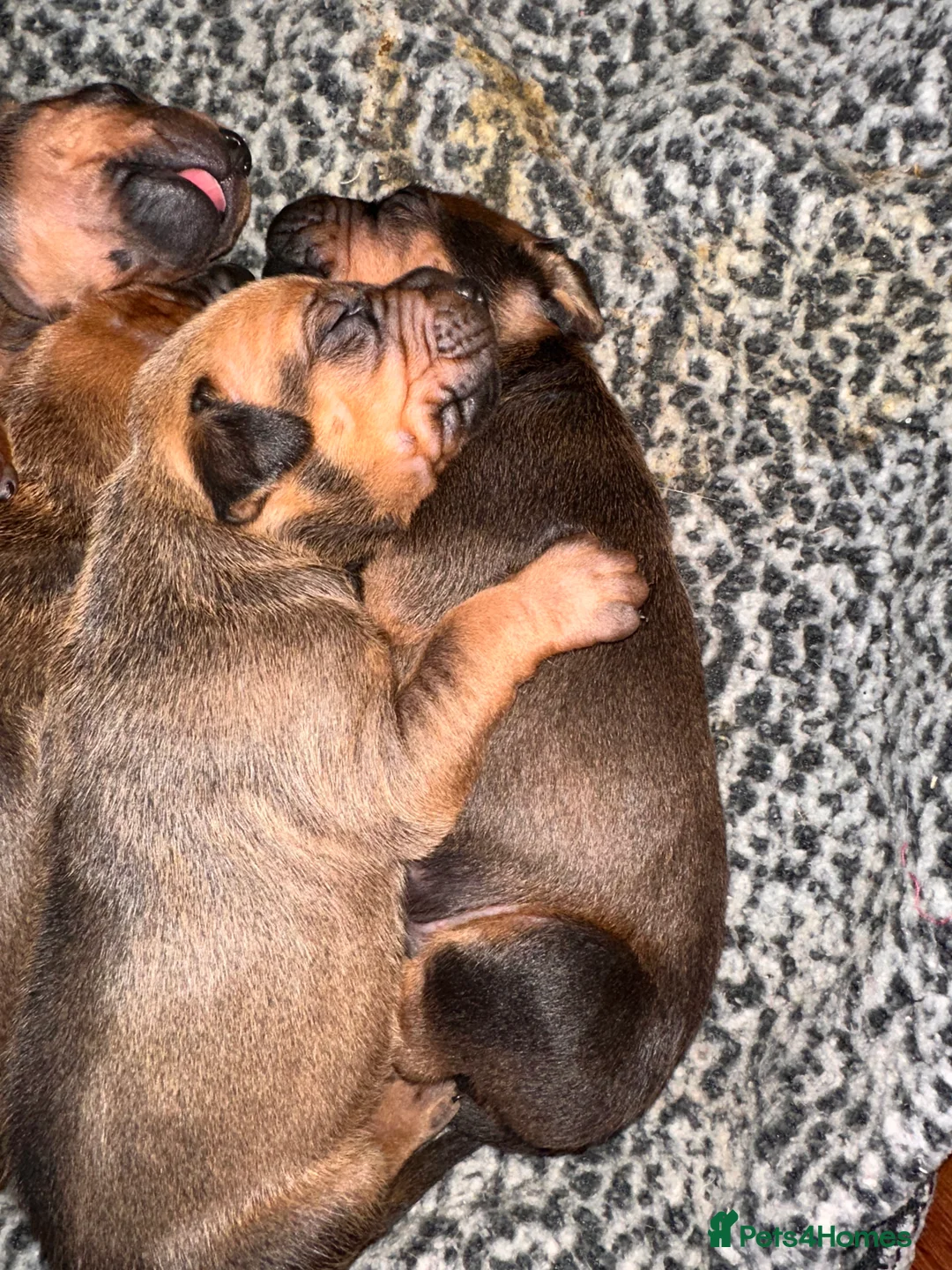 Rhodesian Ridgeback dogs for sale: Rhodesian Ridgeback Puppies KC/Hip/Elb/Health  in King's Lynn - Advert 5