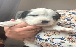 Mixed Breed dogs for sale: Cocker spaniel x chihuahua dalmation  - Image 14