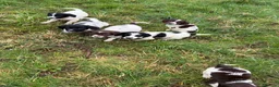 English Springer Spaniel dogs for sale: KC Registered English Springer Spaniel Pups - Advert 2