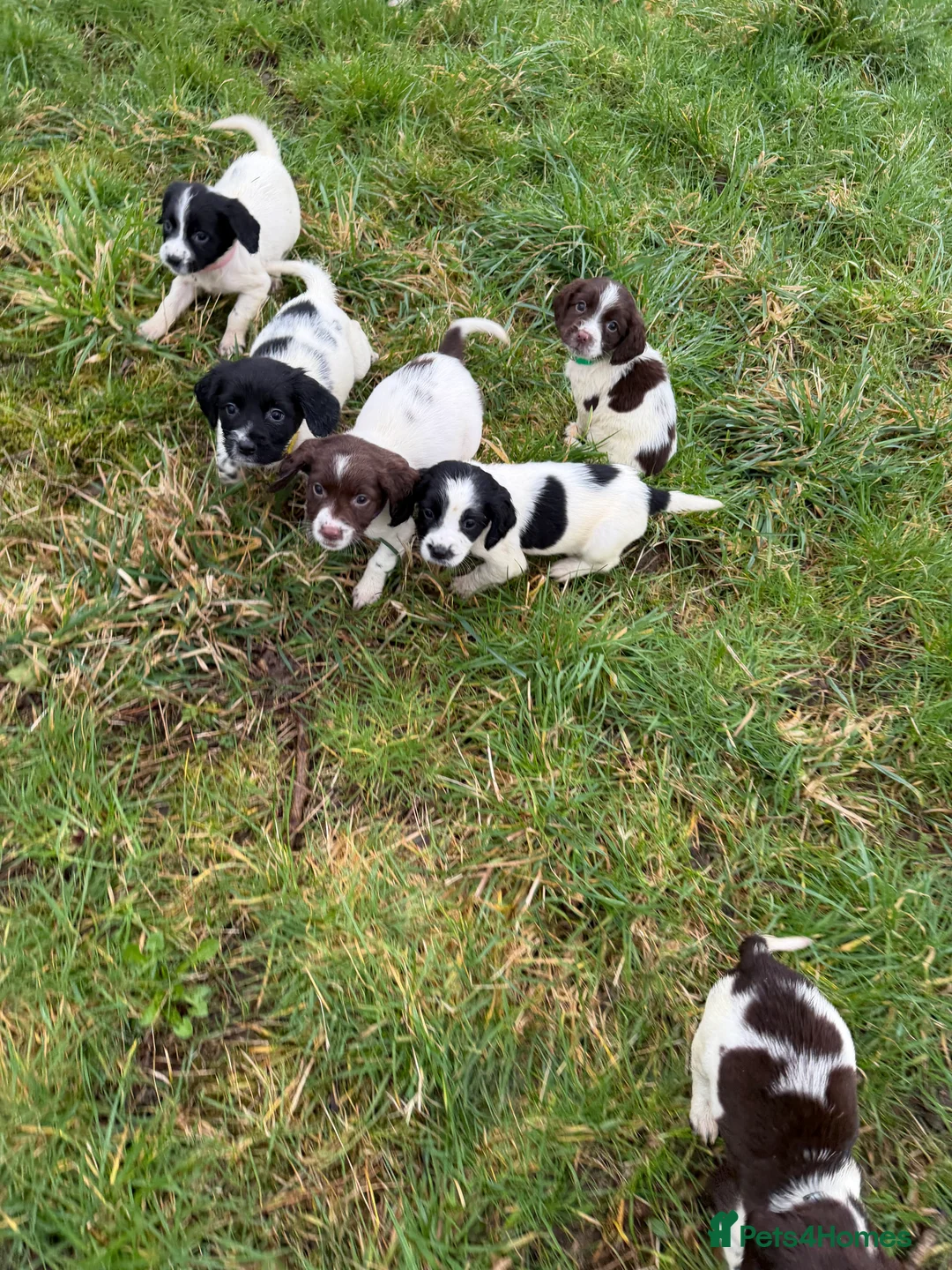 English Springer Spaniel dogs for sale: KC Registered English Springer Spaniel Pups - Advert 2