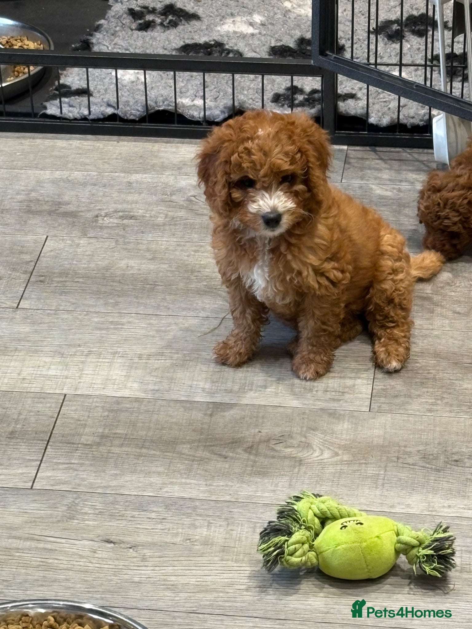 Cavapoo dogs F1b red Cavapoos puppies 1 female left - Advert 12