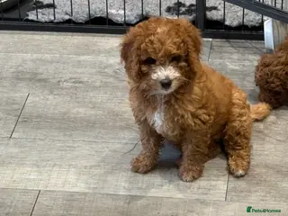 Cavapoo dogs F1b red Cavapoos puppies 1 female left - Advert 2