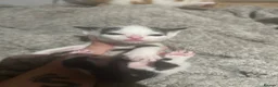 Domestic Shorthair cats for sale: 5 beautiful kittens. Lovely colours ready to leave - Advert 5