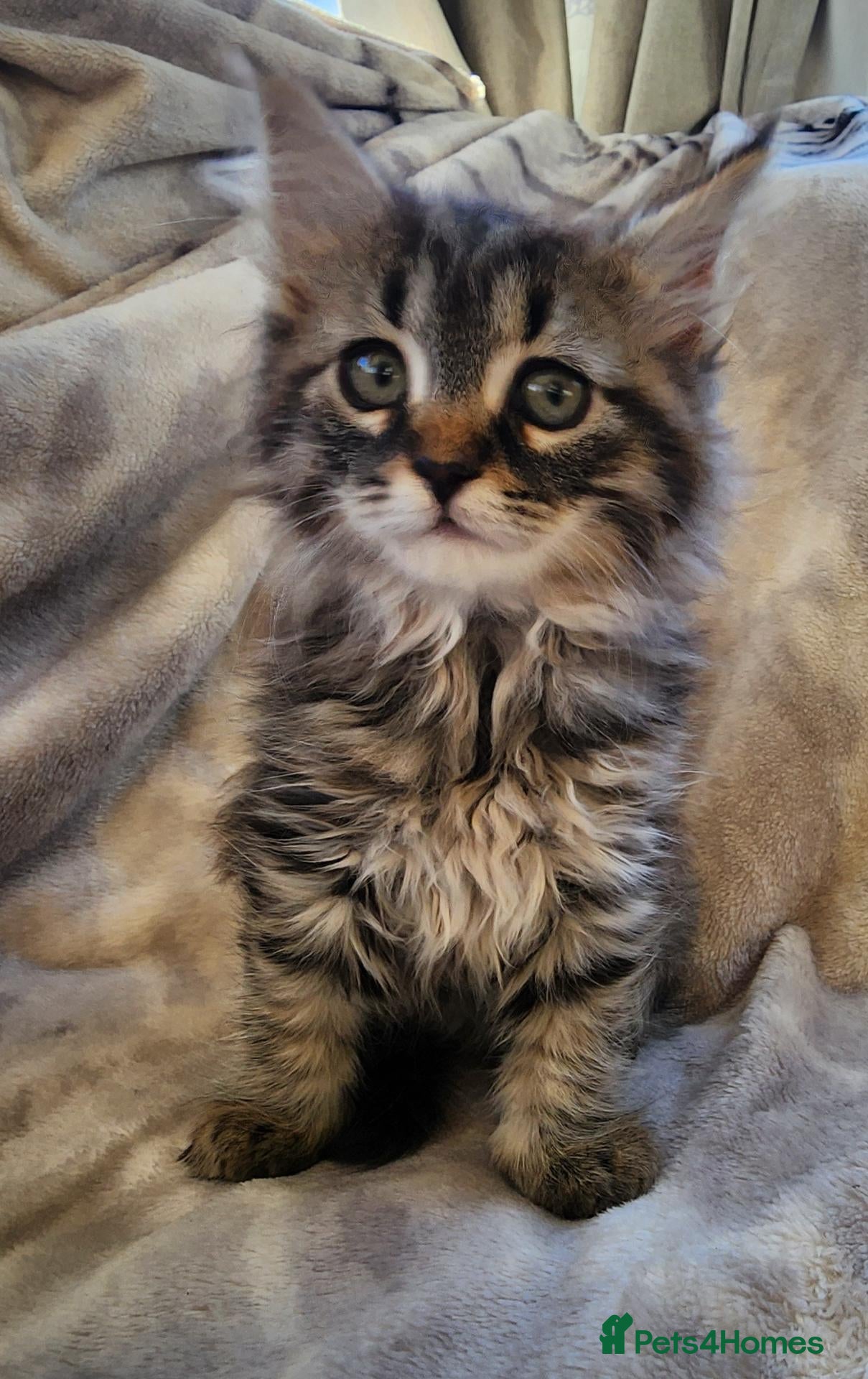 Siberian cats Hypoallergenic, TICA, Traditional Siberian kittens - Advert 2