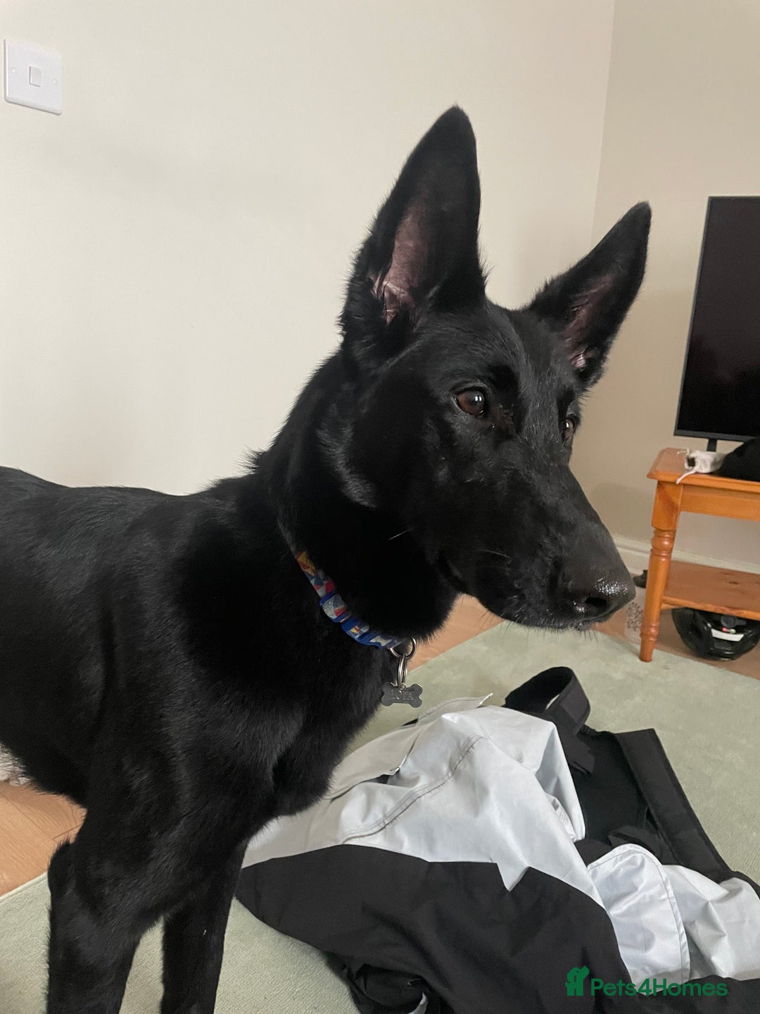 Belgian Shepherd Dog dogs for sale: Stunning Belgian Malinois bitch- absolute bargain  - Image 8