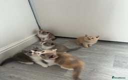 British Shorthair cats for sale: 💗💙💗💙GCCF BRITISH SHORTHAIR KITTENS  - Image 8