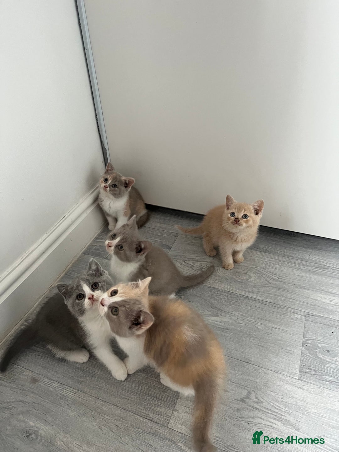 British Shorthair cats for sale: 💗💙💗💙GCCF BRITISH SHORTHAIR KITTENS  - Image 8