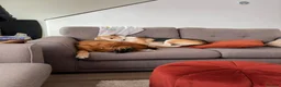 Mixed Breed dogs for adoption: Ned - Collie x Whippet in Wells - Advert 5