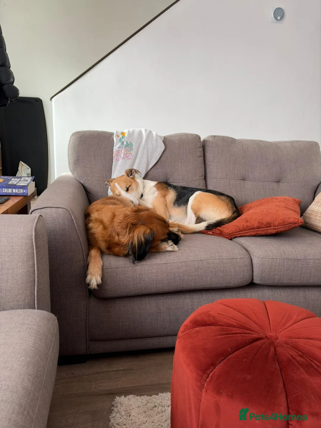 Mixed Breed dogs for adoption: Ned - Collie x Whippet in Wells - Advert 5