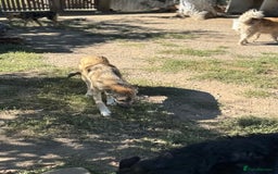 Mixed Breed dogs for adoption: EVIE - a Beautiful & Kind Girl, for a Loving Home - Image 3