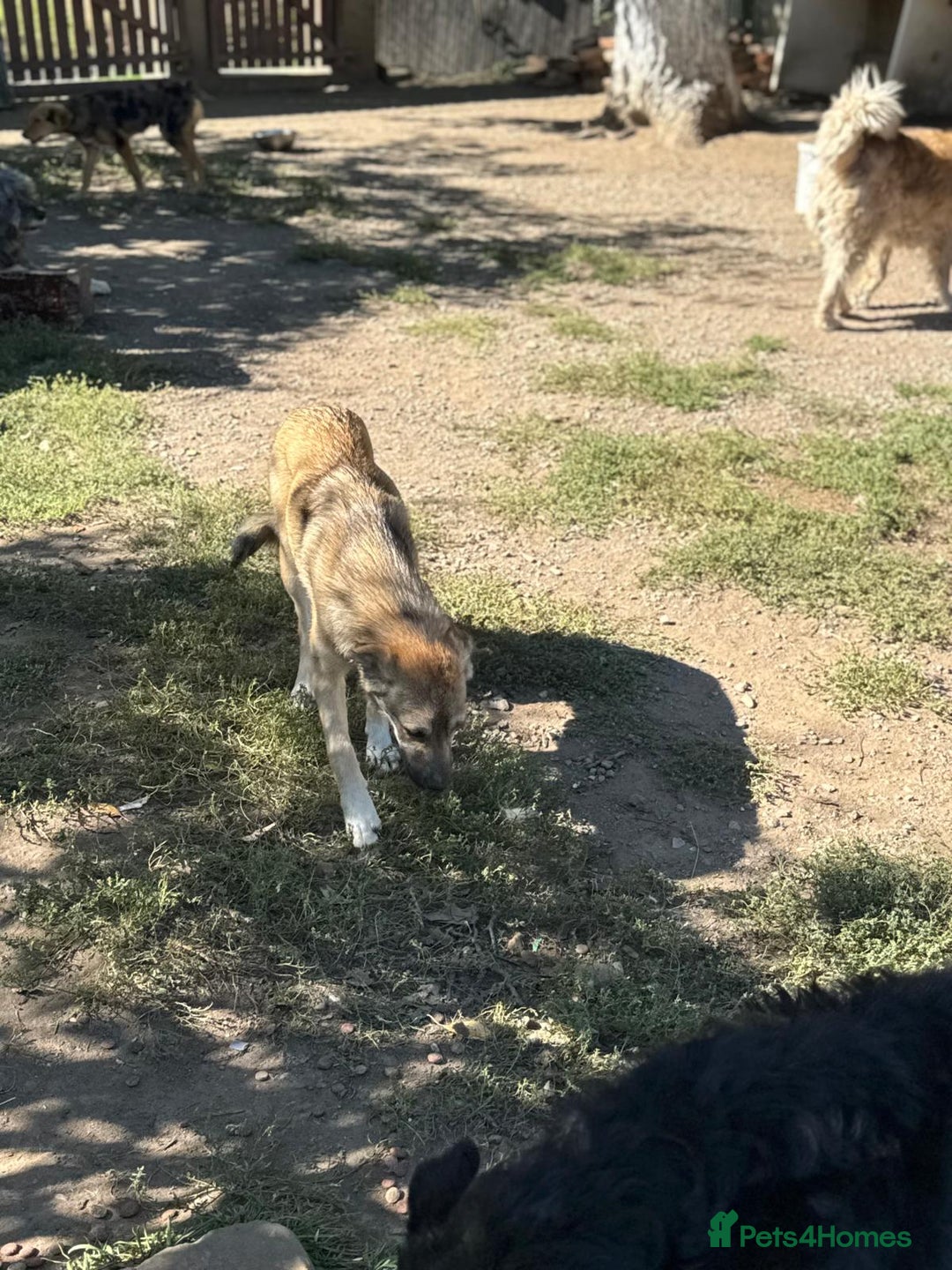 Mixed Breed dogs for adoption: EVIE - a Beautiful & Kind Girl, for a Loving Home - Image 3