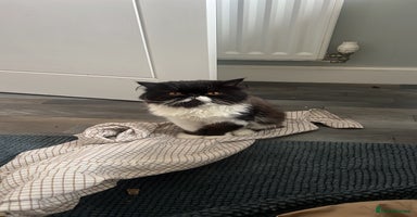 Persian cats - Advert 16