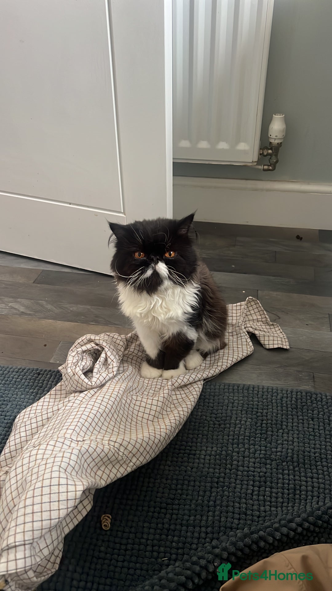 Persian cats for stud: GCCF grandchampion proven stud  - Image 2