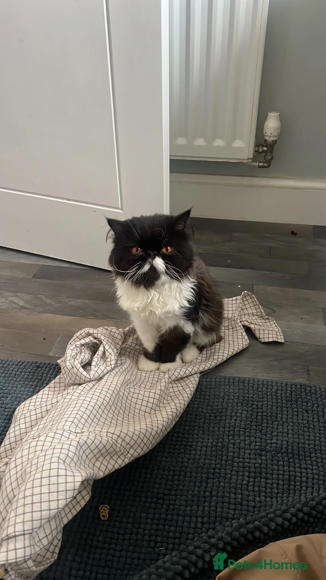 Persian cats for stud: GCCF grandchampion proven stud  - Advert 2