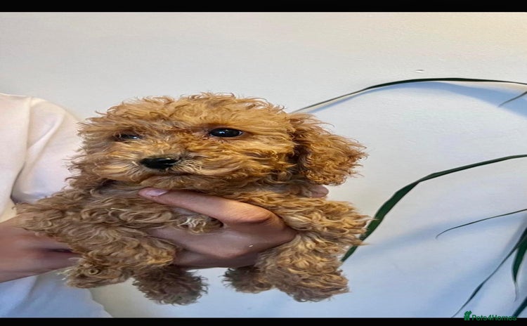 Cockapoo dogs - Advert 4
