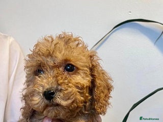 Cockapoo dogs - Advert 1