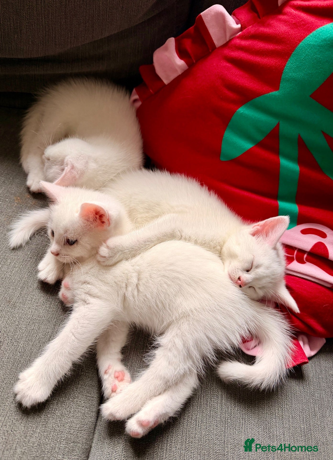 Mixed Breed cats for sale: 3 Beautiful Kittens Looking for Loving Homes  - Advert 17