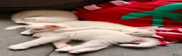 Mixed Breed cats for sale: 3 Beautiful Kittens Looking for Loving Homes  - Advert 1