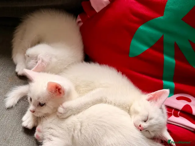 Mixed Breed cats for sale: 3 Beautiful Kittens Looking for Loving Homes - Advert 1