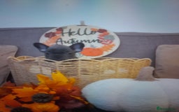 French Bulldog dogs for sale: Quality World class French bulldogs !!!! - Image 5