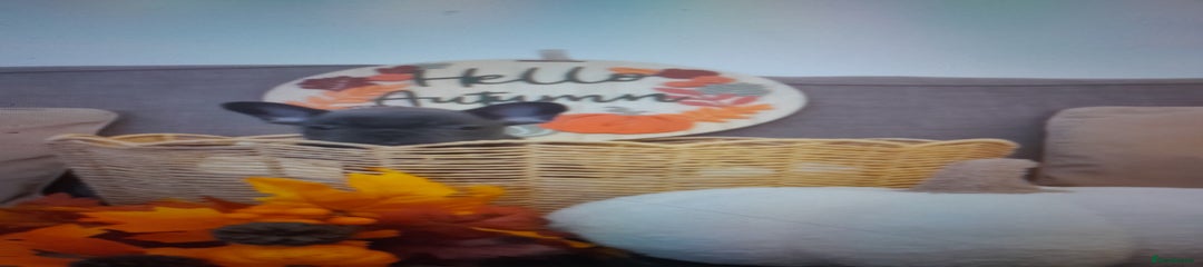 French Bulldog Puppy 3