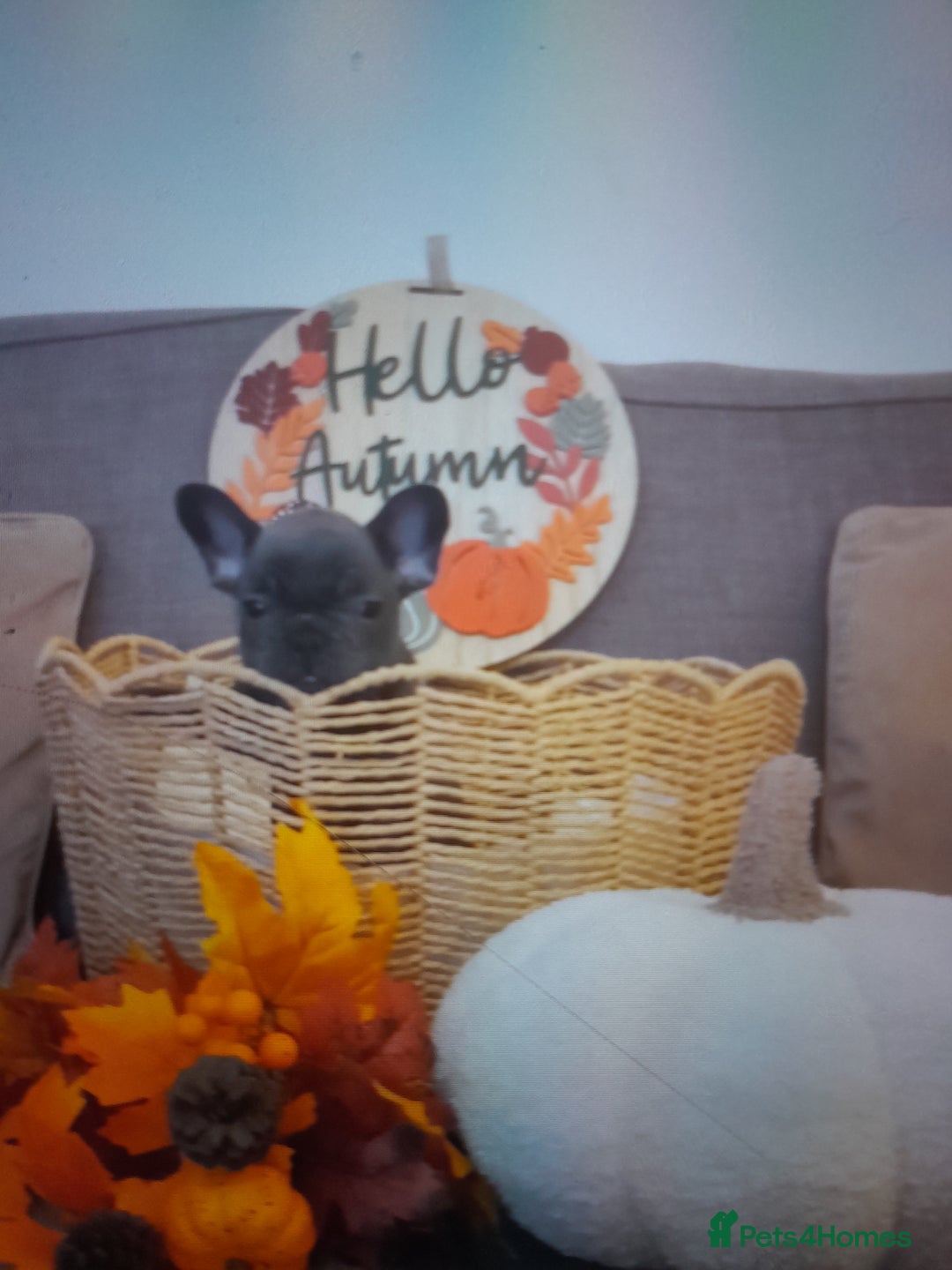 French Bulldog dogs for sale: Quality World class French bulldogs !!!! - Image 5